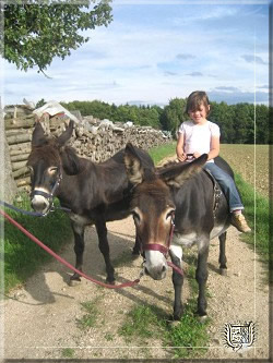 Donkey Ride
