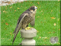 Falconry Rosenburg Castle