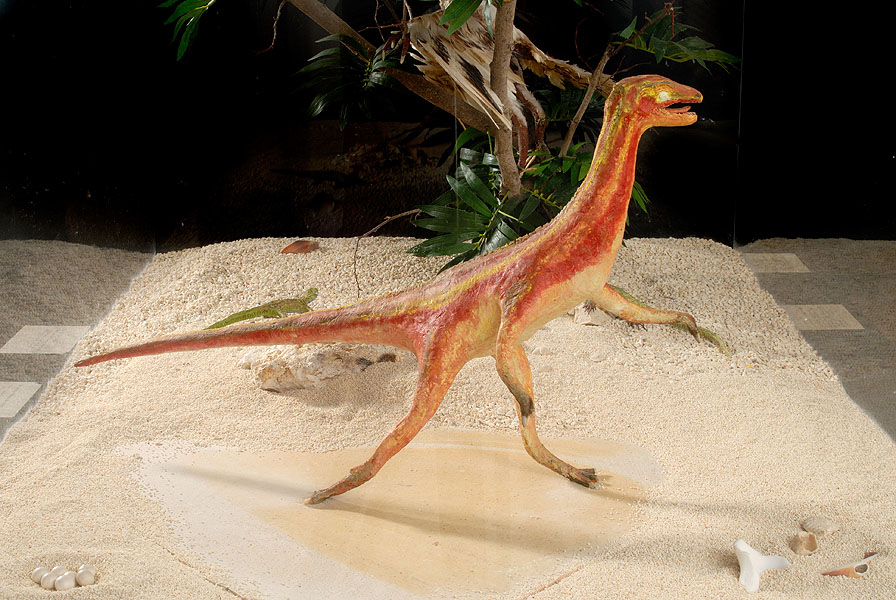 Erstes Modell des Archaeopteryx